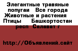 Элегантные травяные попугаи - Все города Животные и растения » Птицы   . Башкортостан респ.,Салават г.